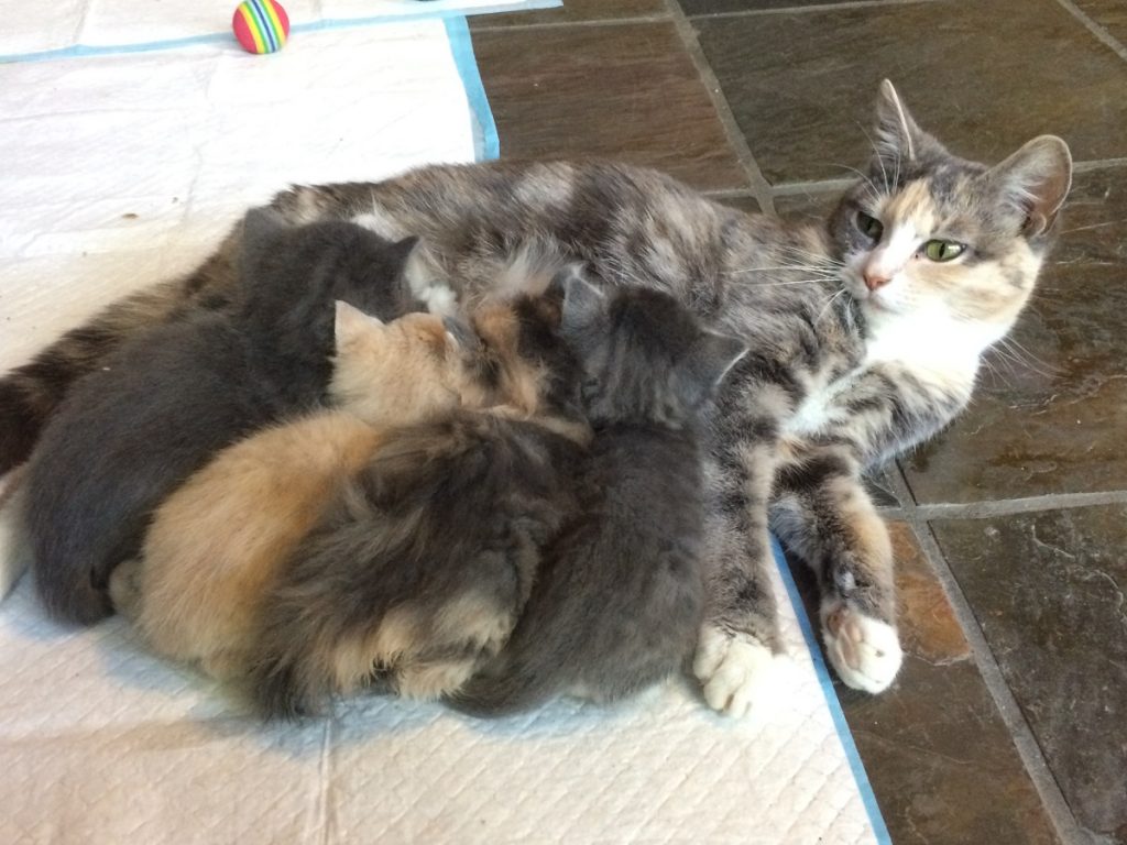 Kittens litter feeding with Queen mother cat